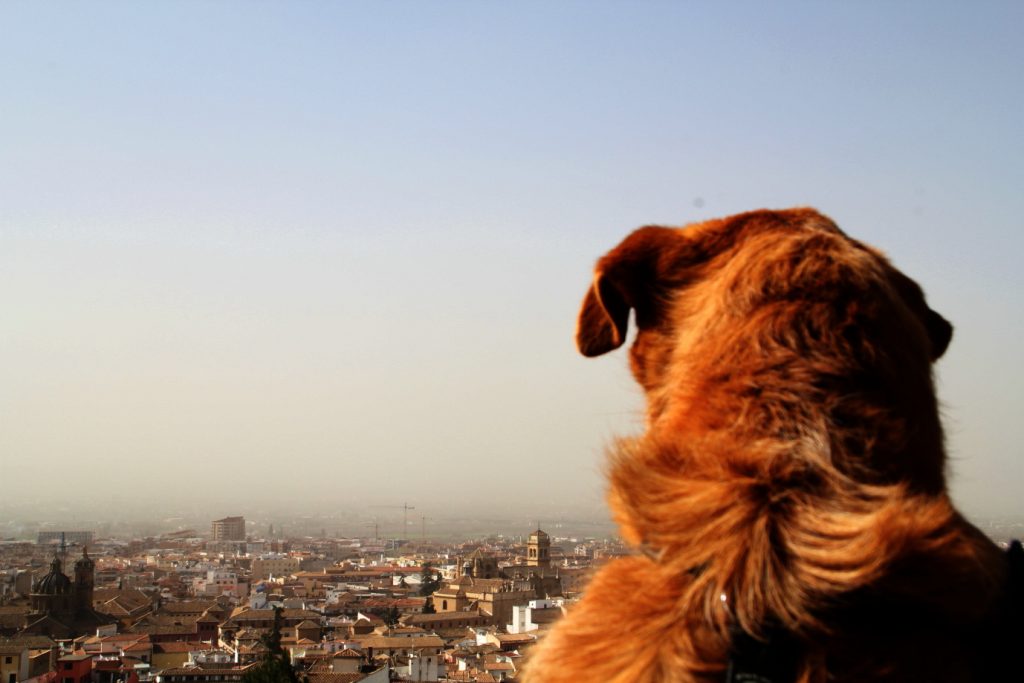 Visita_guiada_GR_perros0108_2