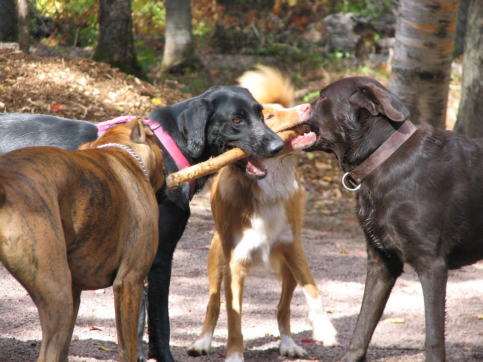 perros en el parque