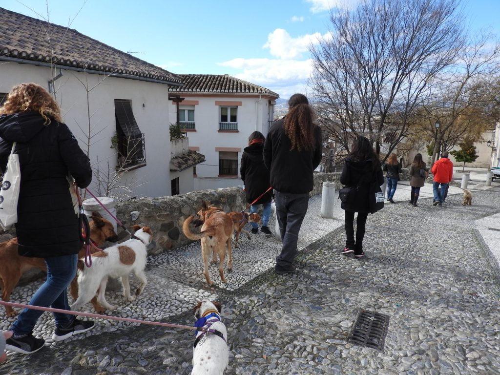 Descubre Granada con perros